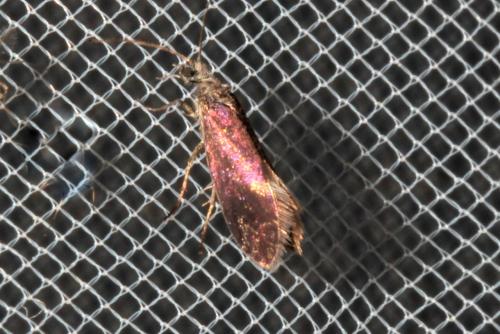Eriocrania sp.